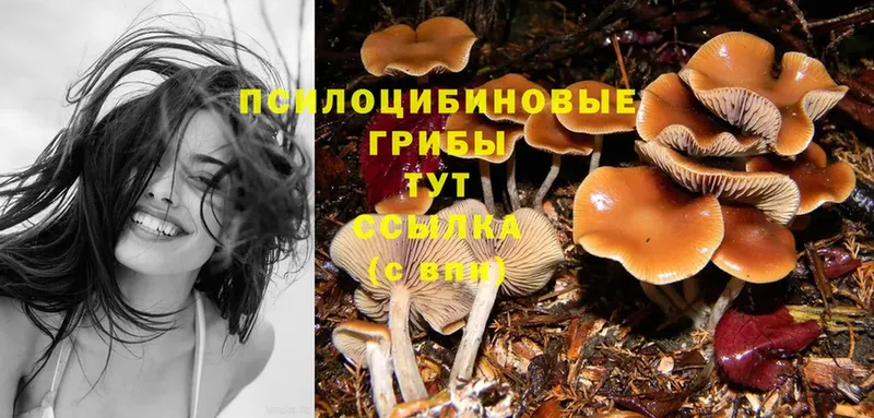 блэк спрут как зайти  Высоцк  Псилоцибиновые грибы Psilocybine cubensis 